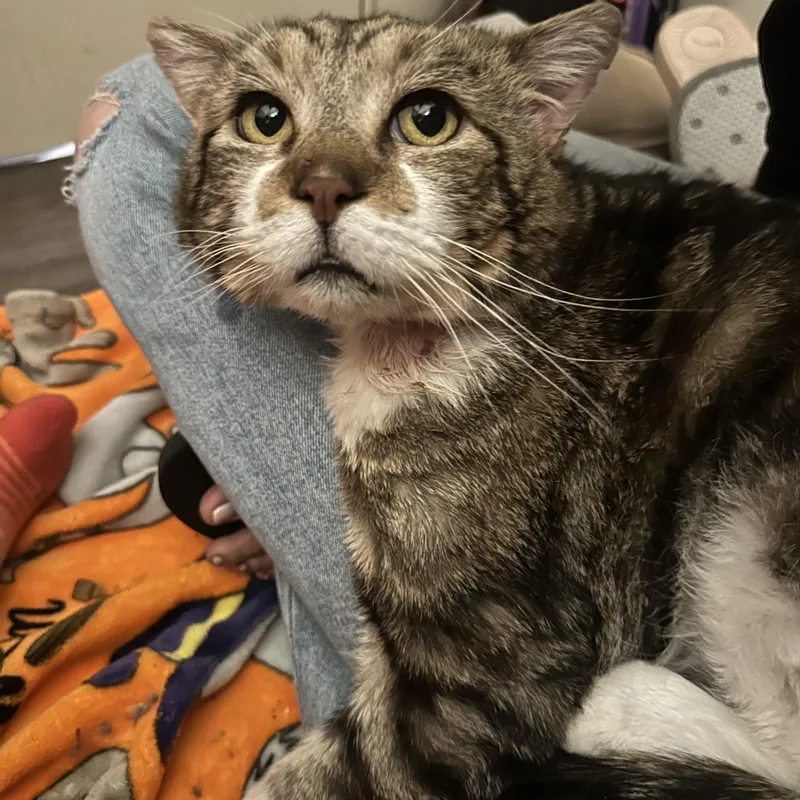 An adult large-sized male Tabby (Brown / Chocolate) Domestic Short Hair cat named George for adoption in Missoula, MT