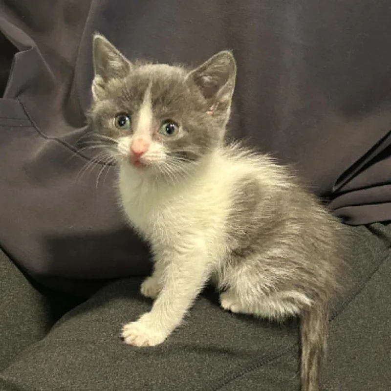 A baby small-sized female Gray / Blue / Silver Domestic Short Hair cat named Athena for adoption in West Olive, MI