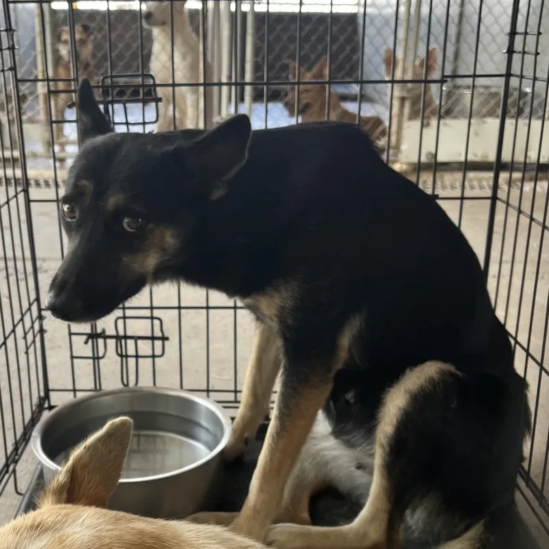 An adult medium-sized female Black Shepherd dog named Maria for adoption in Edinburg, TX