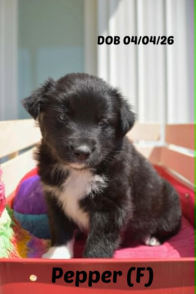 A baby medium-sized male Border Collie dog named Cookie for adoption in Seymour, IN