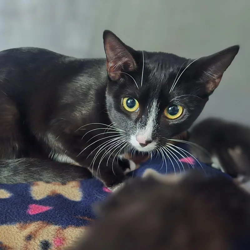 Meowdonna