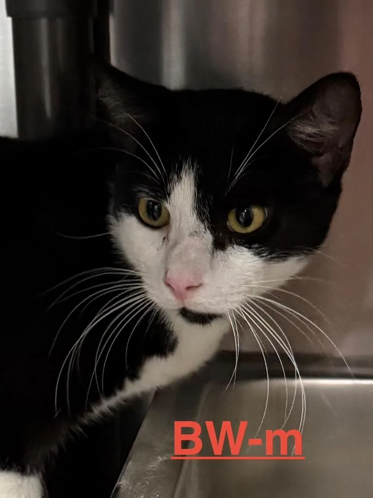 A baby small-sized male Domestic Short Hair cat named Bw for adoption in Brookhaven, MS