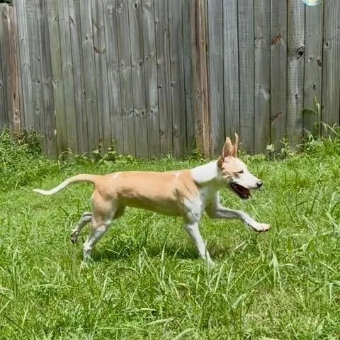 A baby medium-sized female White / Cream Hound dog named Luna for adoption in Indian Mound, TN