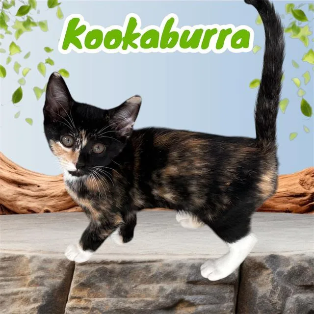 A baby small-sized female Domestic Short Hair cat named Kookaburra for adoption in Visalia, CA