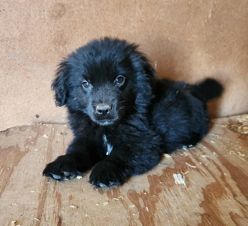 A baby medium-sized male Black Australian Shepherd dog named Leonard for adoption in Liberty Center, OH