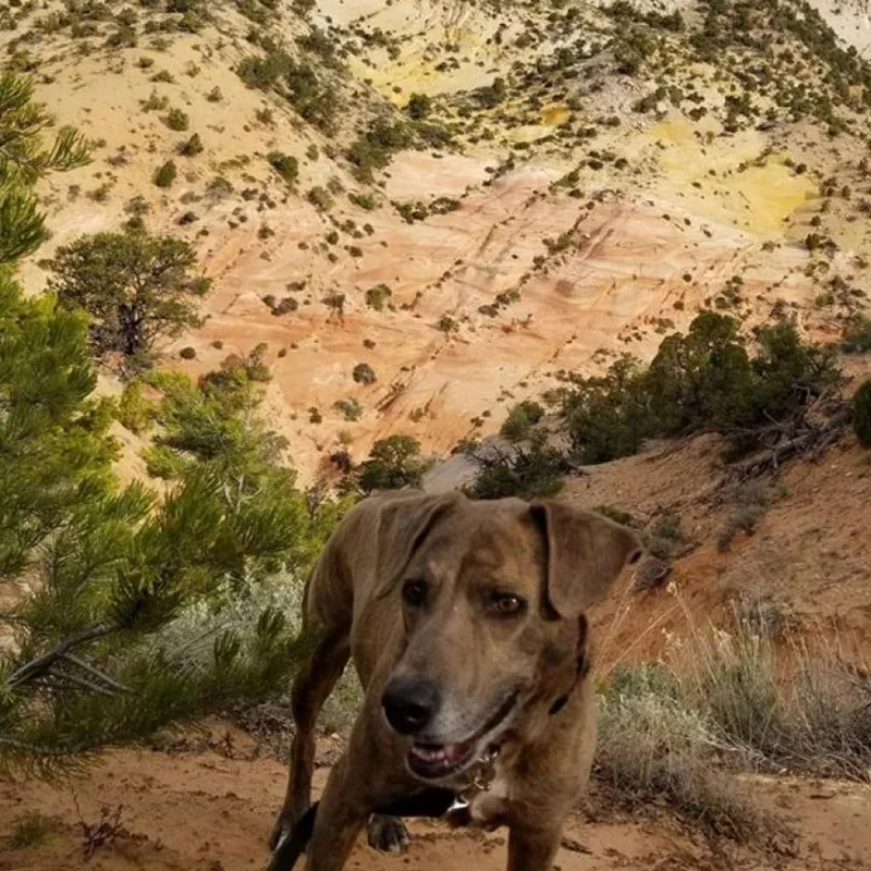 A senior medium-sized female Brown / Chocolate Plott Hound dog named Cordelia for adoption in Branford, CT