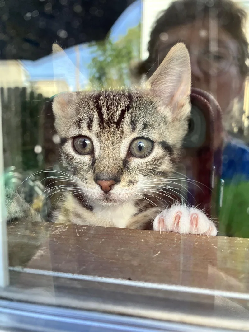 A baby medium-sized male Domestic Short Hair cat named Bong for adoption in Broomall, PA