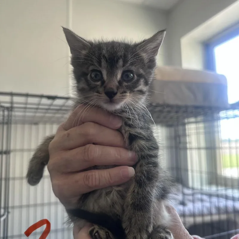 A baby small-sized male Gray / Blue / Silver Domestic Short Hair cat named Pickles for adoption in Canton, IL