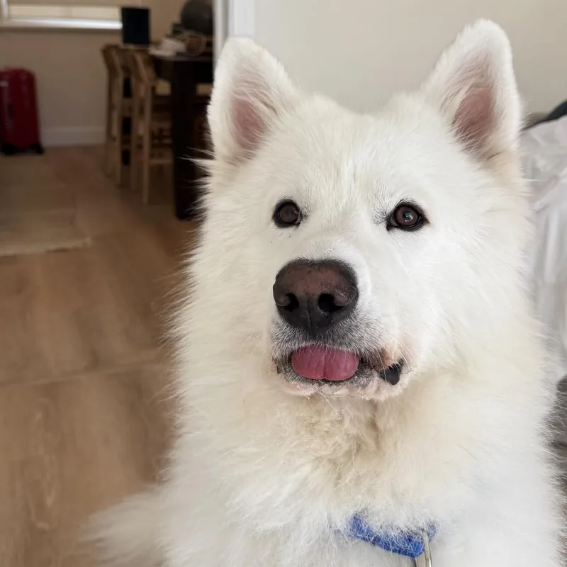 An adult small-sized male White / Cream Samoyed dog named Archie for adoption in Los Angeles, CA