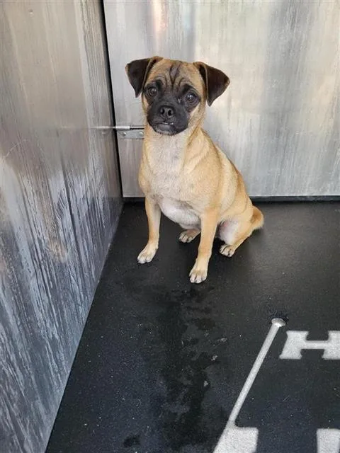 A young small-sized female Terrier dog named Sleepy for adoption in San Antonio, TX