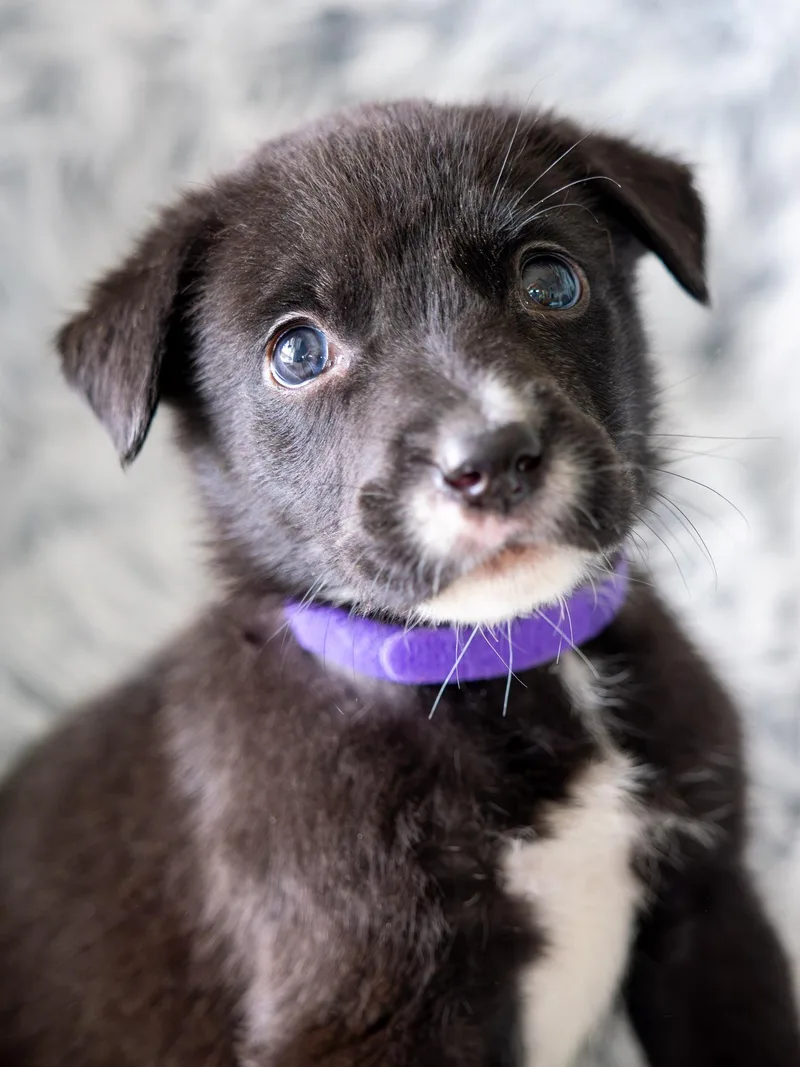 A baby large-sized female Black Labrador Retriever dog named Simba for adoption in Globe, AZ