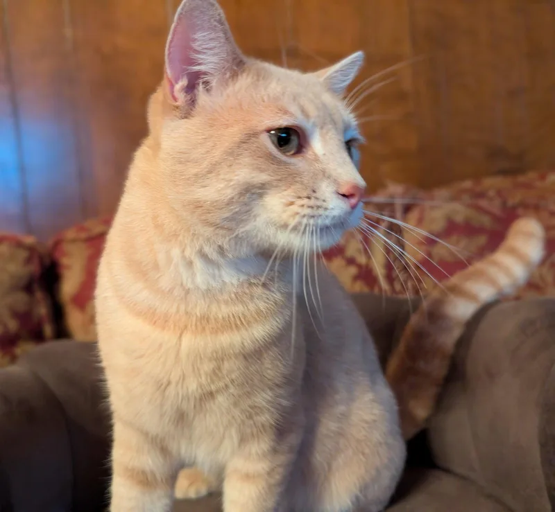 A young medium-sized male Domestic Short Hair cat named Sammy F. for adoption in Frisco, TX