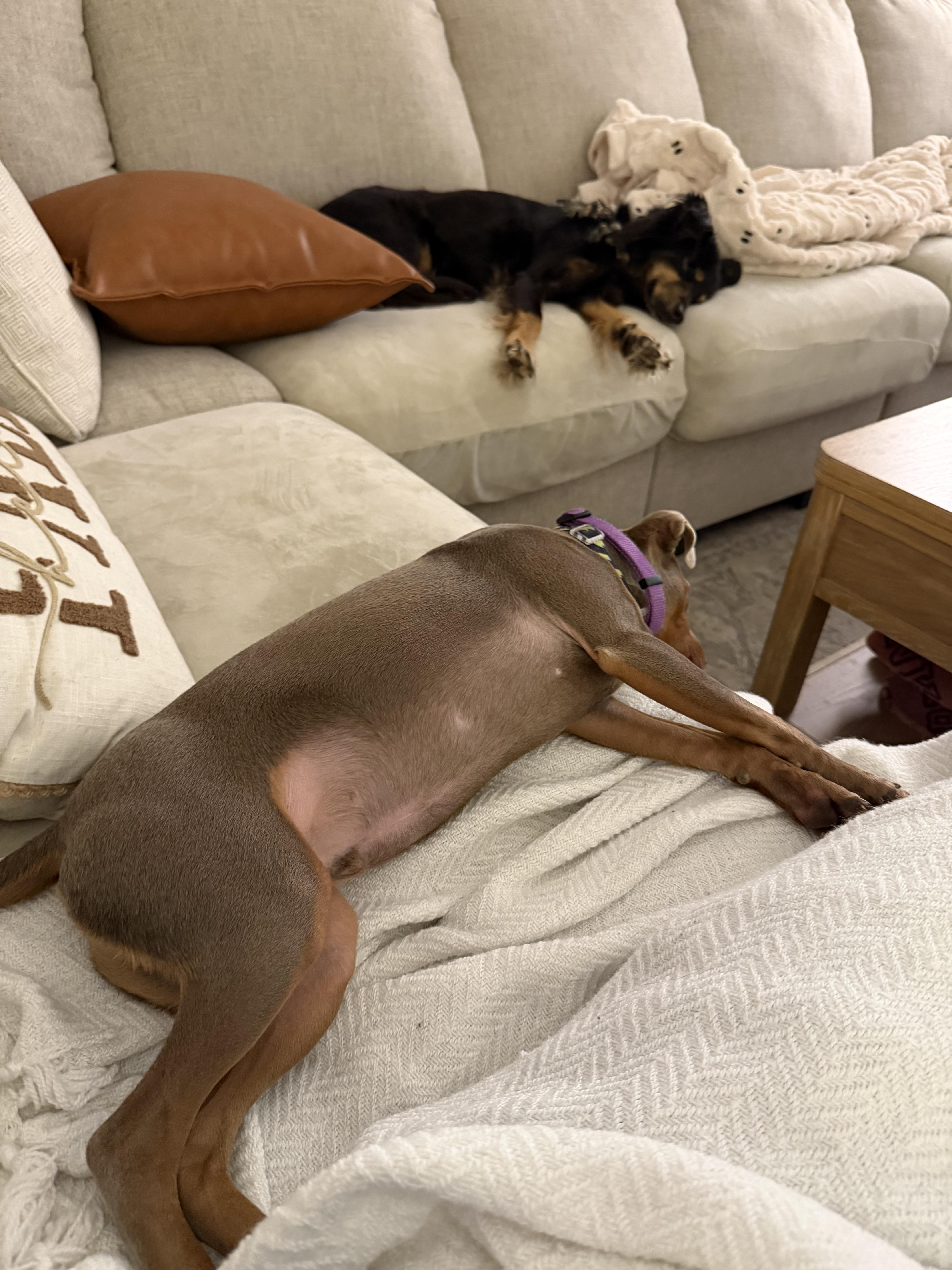 A young small-sized male Bicolor Miniature Pinscher dog named Arlo for adoption in Chicago, IL