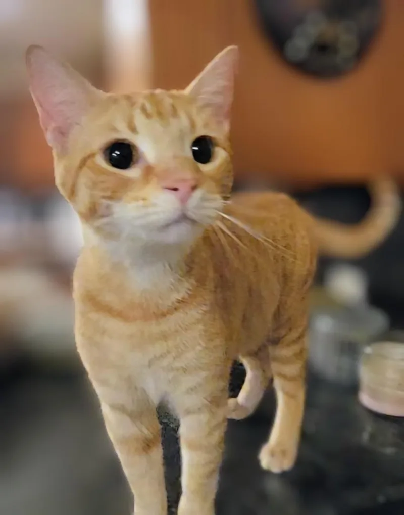 Billy The Kid thumbnail 2