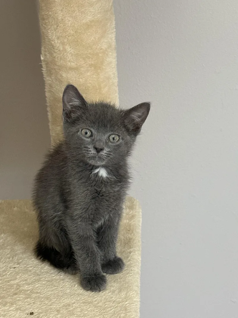 A baby small-sized female Tortoiseshell Domestic Short Hair cat named Stella And Sunny for adoption in Old Bridge, NJ
