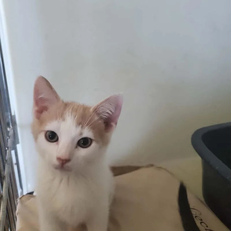A baby small-sized male Orange / Red Domestic Short Hair cat named Colby for adoption in Eufaula, AL