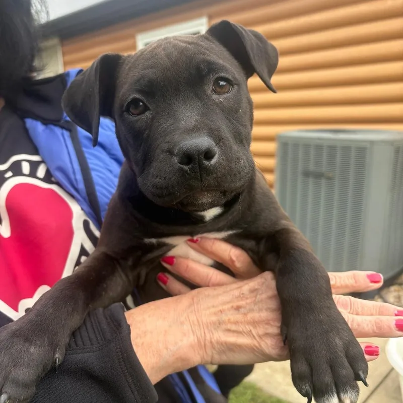 A baby medium-sized female American Bulldog dog named Rue for adoption in Mooresville, IN