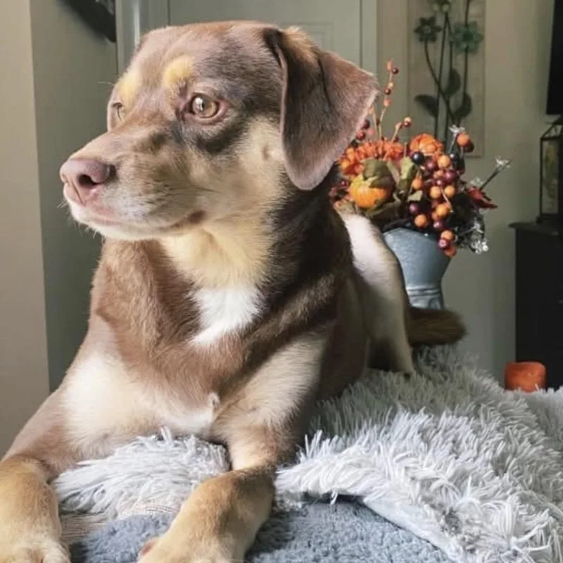 A young medium-sized male Beagle dog named Kona for adoption in McHenry, IL