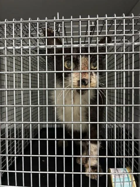 A senior small-sized male Domestic Short Hair cat named A for adoption in Palmetto, FL