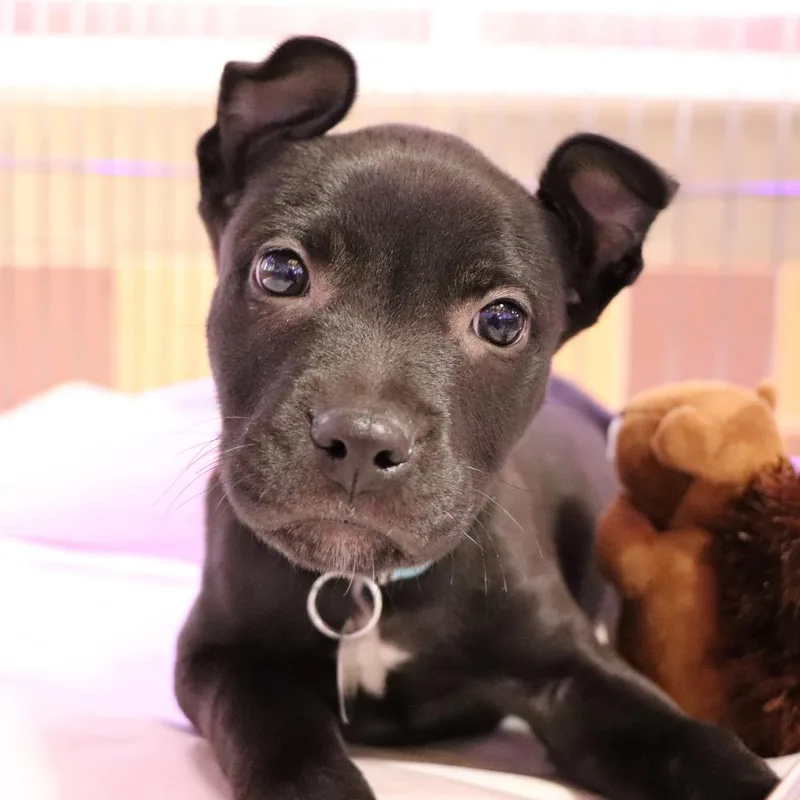 A baby small-sized male Tricolor (Brown, Black, & White) Mixed Breed dog named G for adoption in Port Washington, NY