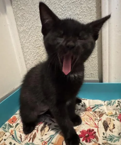 A baby medium-sized female Domestic Medium Hair cat named Bitsie for adoption in Lincoln, CA