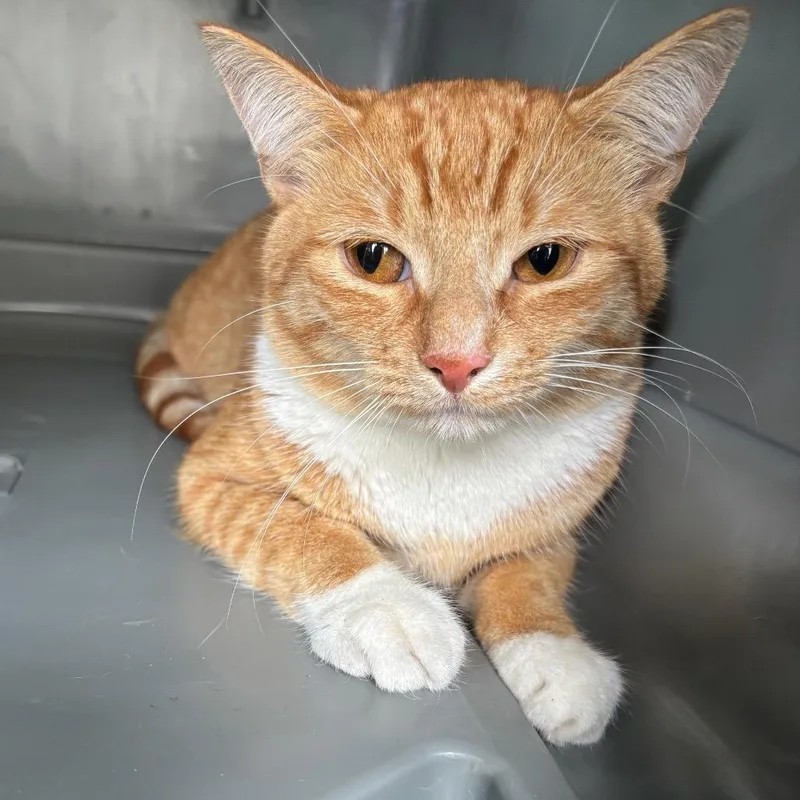A young small-sized male Orange / Red Domestic Short Hair cat named Nacho for adoption in Monroe, MI