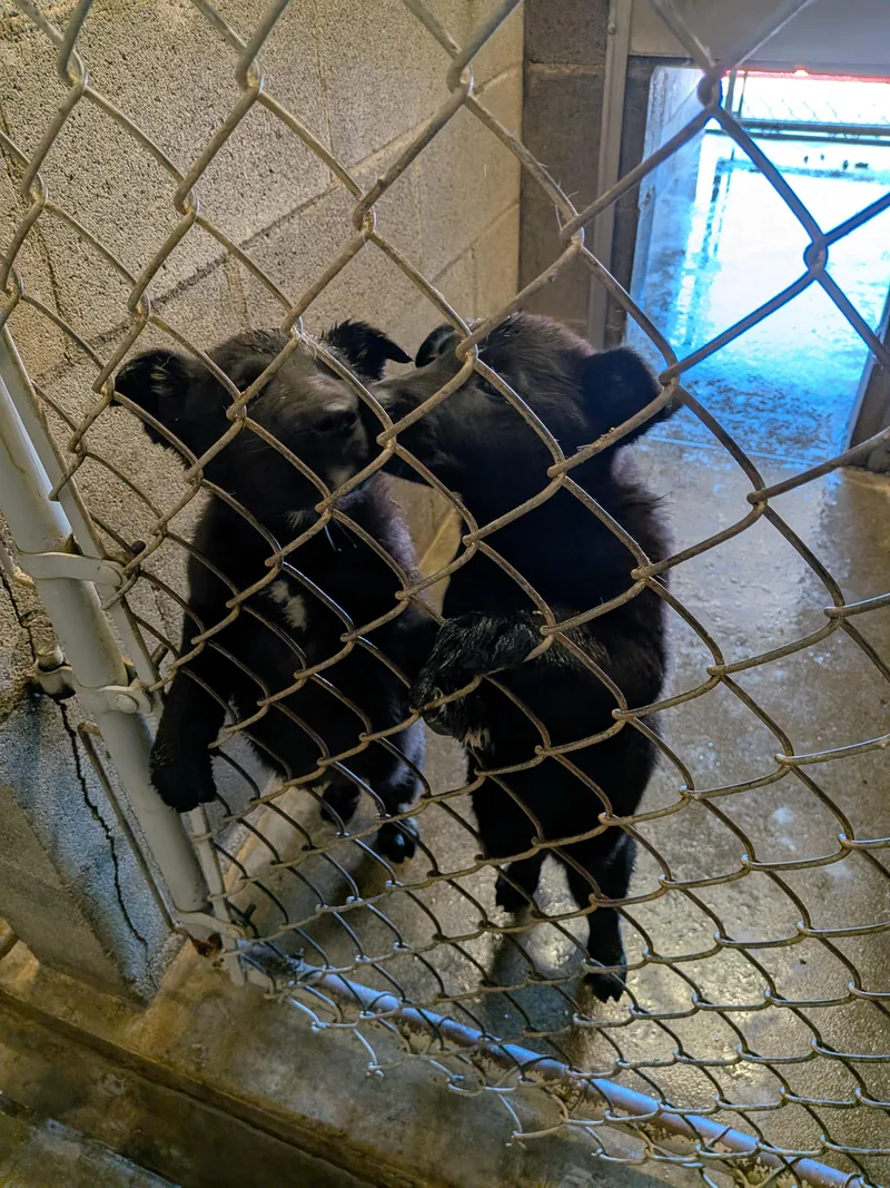 German Shepherd Puppies thumbnail 2