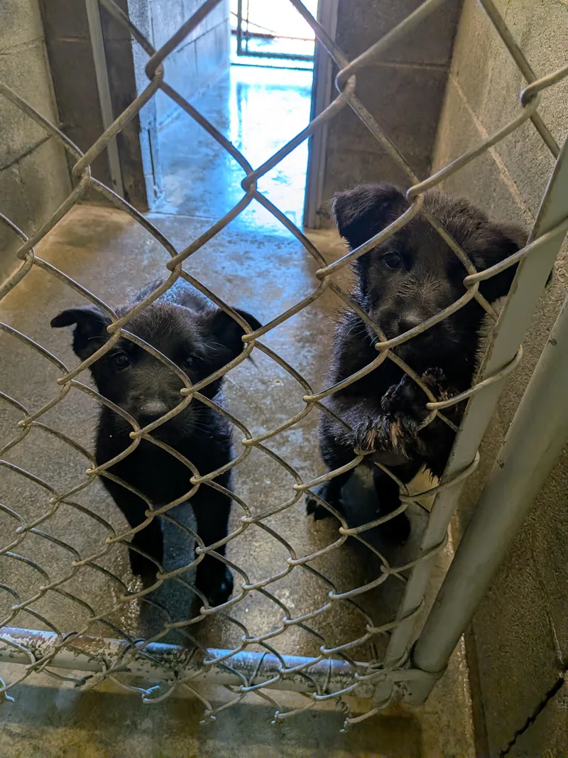 German Shepherd Puppies thumbnail 3
