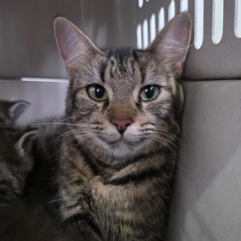 Mrs. Claus thumbnail 3