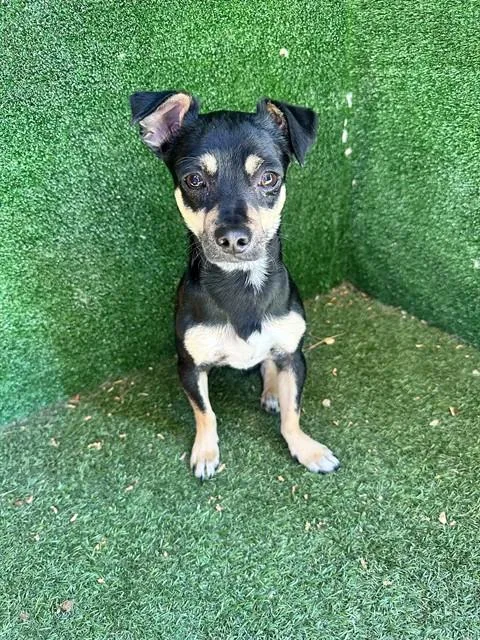 A young medium-sized male Chihuahua dog named Jessie for adoption in Lancaster, CA