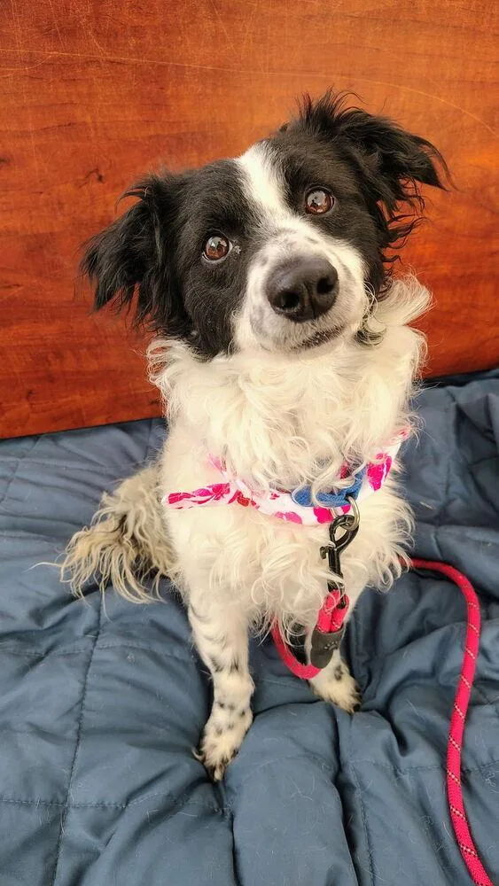 An adult small-sized male Tricolor (Brown, Black, & White) Border Collie dog named Wesley for adoption in Kalamazoo, MI