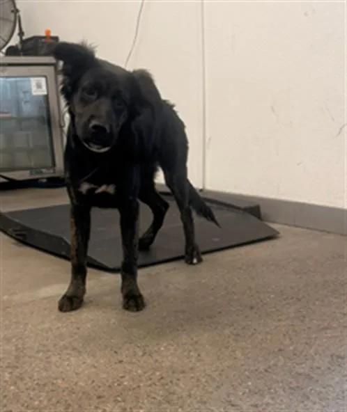 A young large-sized male Flat-Coated Retriever dog named Curious Greg for adoption in Mesa, AZ