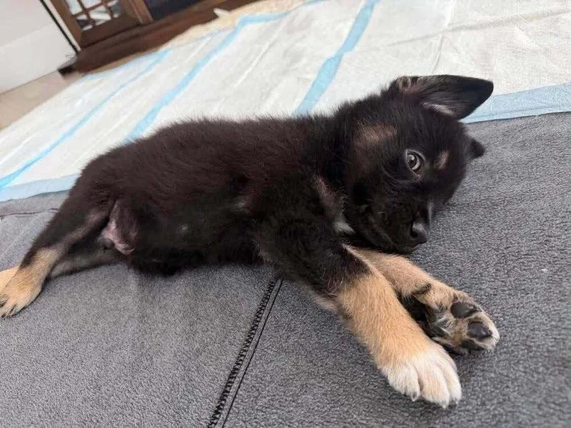 A baby medium-sized male Shepherd dog named Edwin for adoption in Saugus, MA