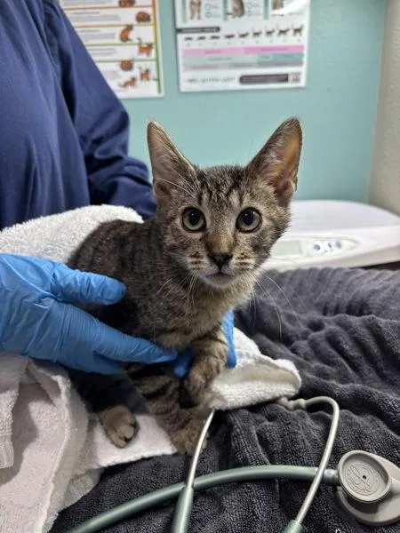A baby small-sized male Domestic Short Hair cat named Penske for adoption in Sherwood, OR