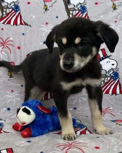 A baby large-sized male German Shepherd Dog dog named Axel for adoption in Elmira, NY