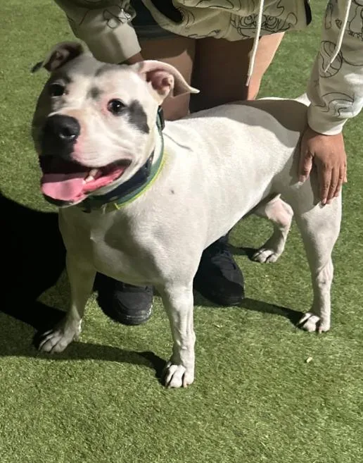 A young large-sized male White / Cream American Staffordshire Terrier dog named Target for adoption in Sherman Oaks, CA
