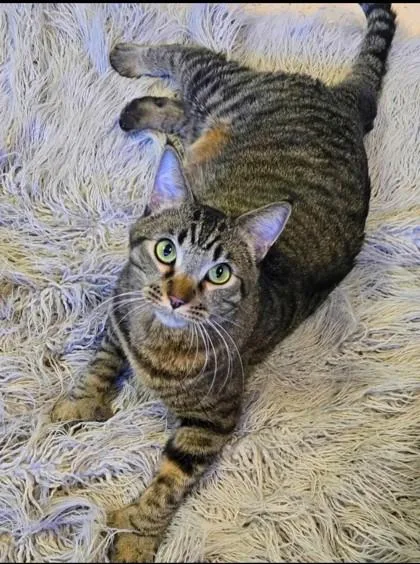 Captain Paddles thumbnail 2