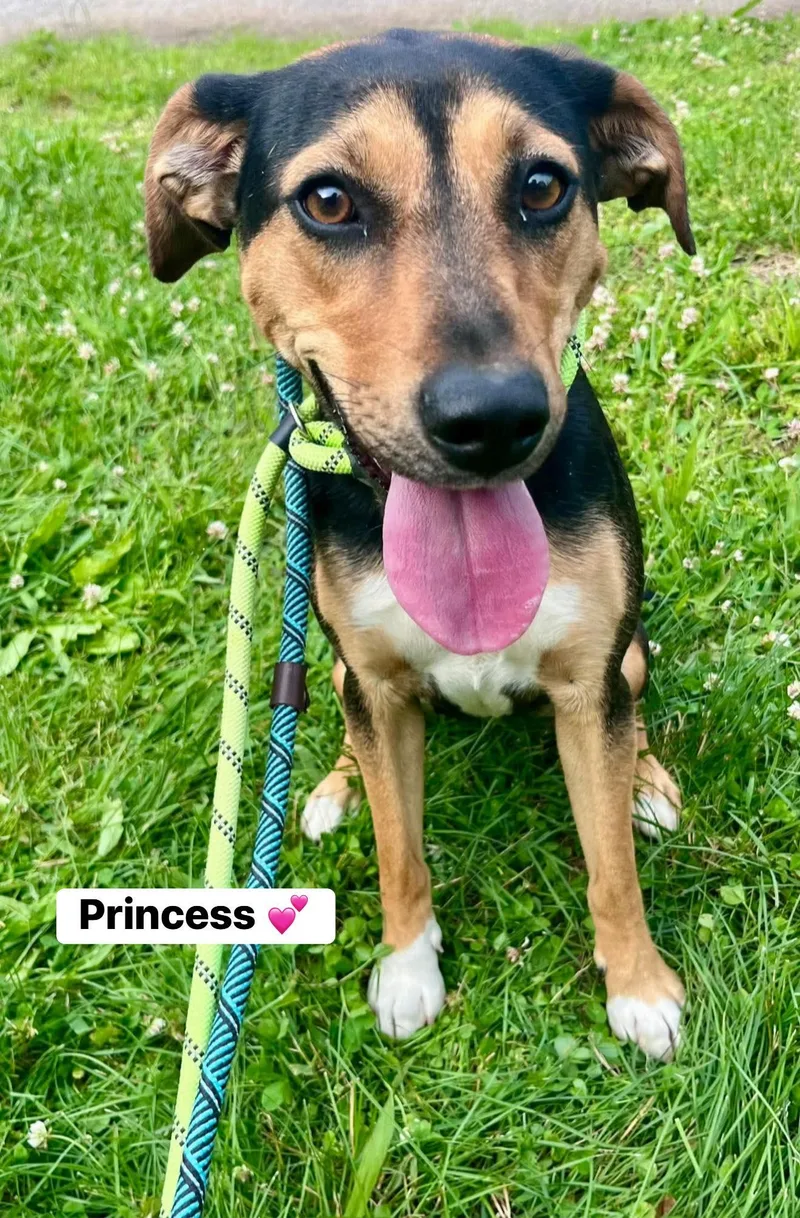A baby medium-sized female Black and Tan Coonhound dog named Princess for adoption in Seth, WV