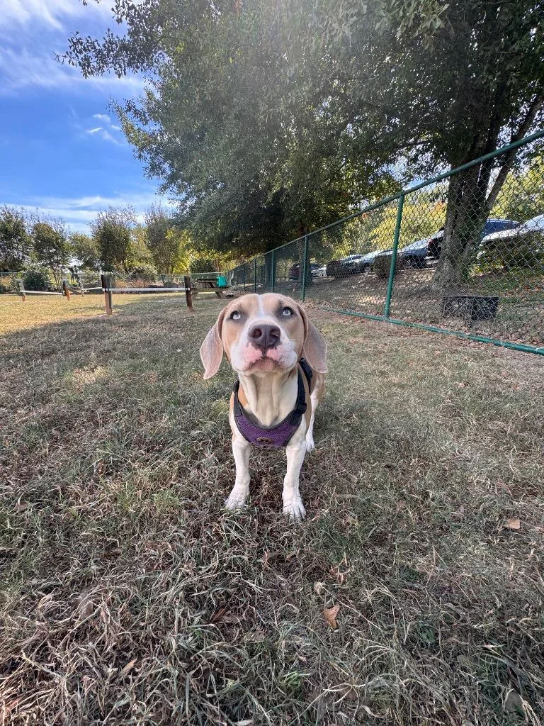A baby medium-sized male Beagle dog named Thumper for adoption in Little Rock, AR