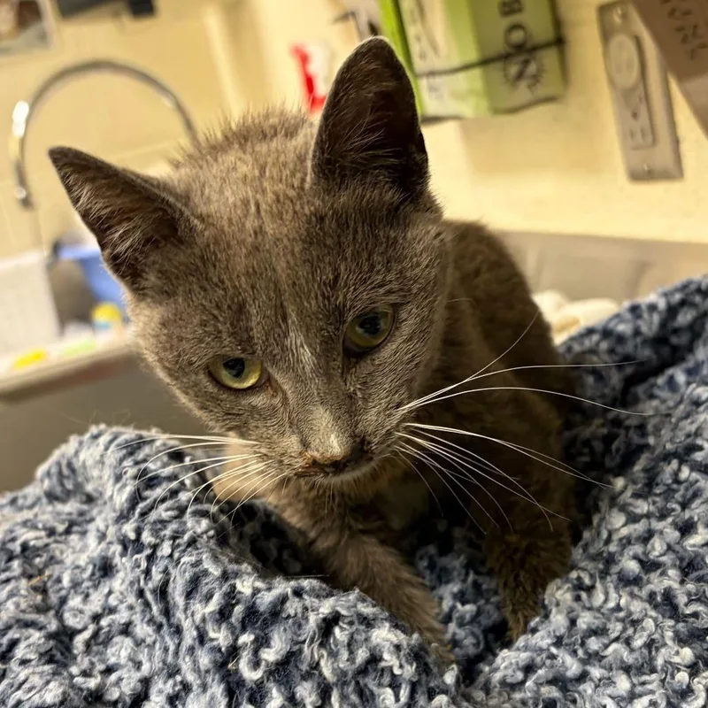 An adult small-sized female Gray / Blue / Silver Domestic Short Hair cat named Ethel for adoption in Asheville, NC