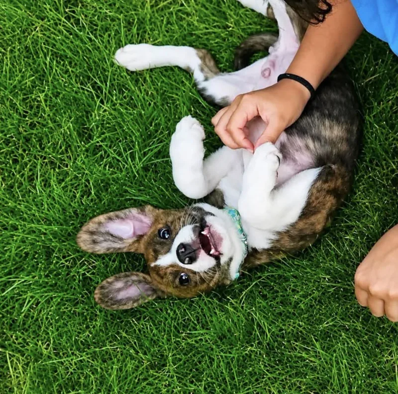A baby medium-sized male Australian Shepherd dog named Birchy for adoption in Copiague, NY