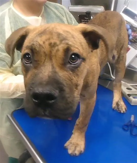 A baby large-sized male Pit Bull Terrier dog named Whopper for adoption in Phoenix, AZ