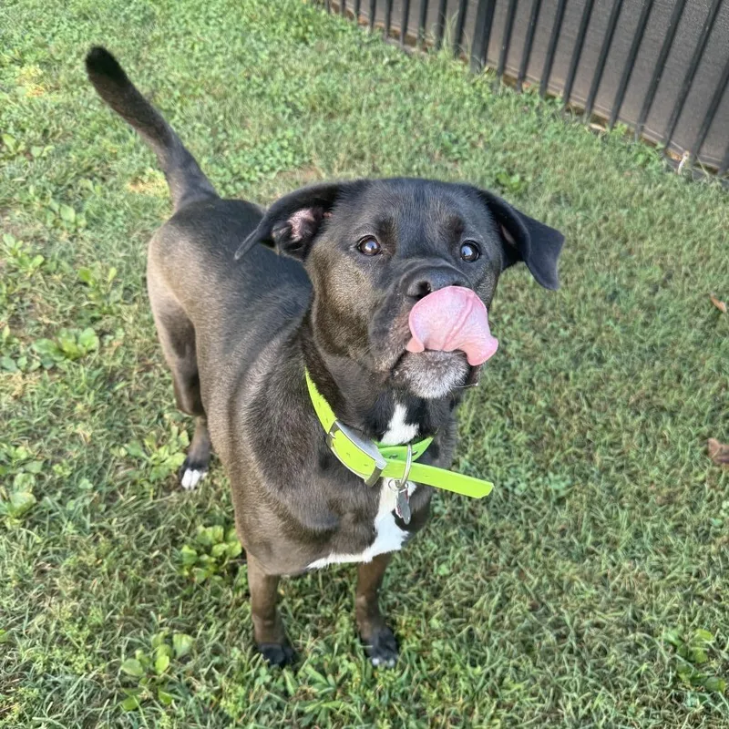 An adult large-sized female Black Boxer dog named Zoe for adoption in Roanoke, VA