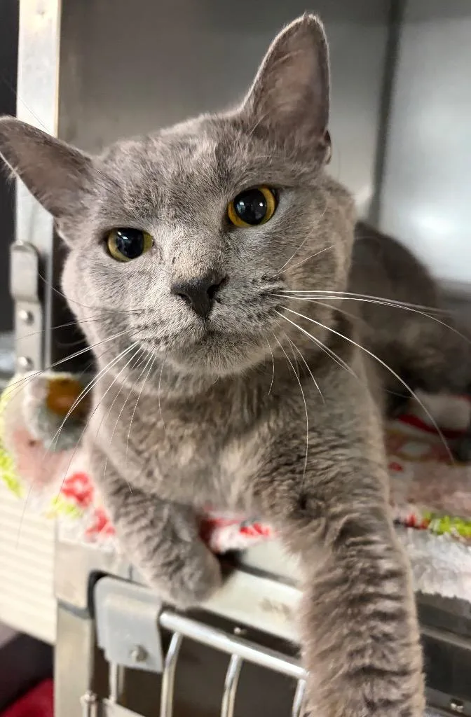 A young medium-sized male Domestic Short Hair cat named Bandit for adoption in Huntington, IN