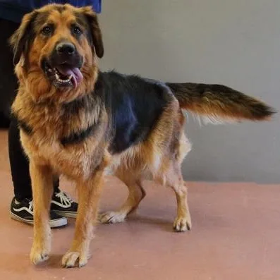 An adult large-sized female German Shepherd Dog dog named Stimpy for adoption in Rapid City, SD
