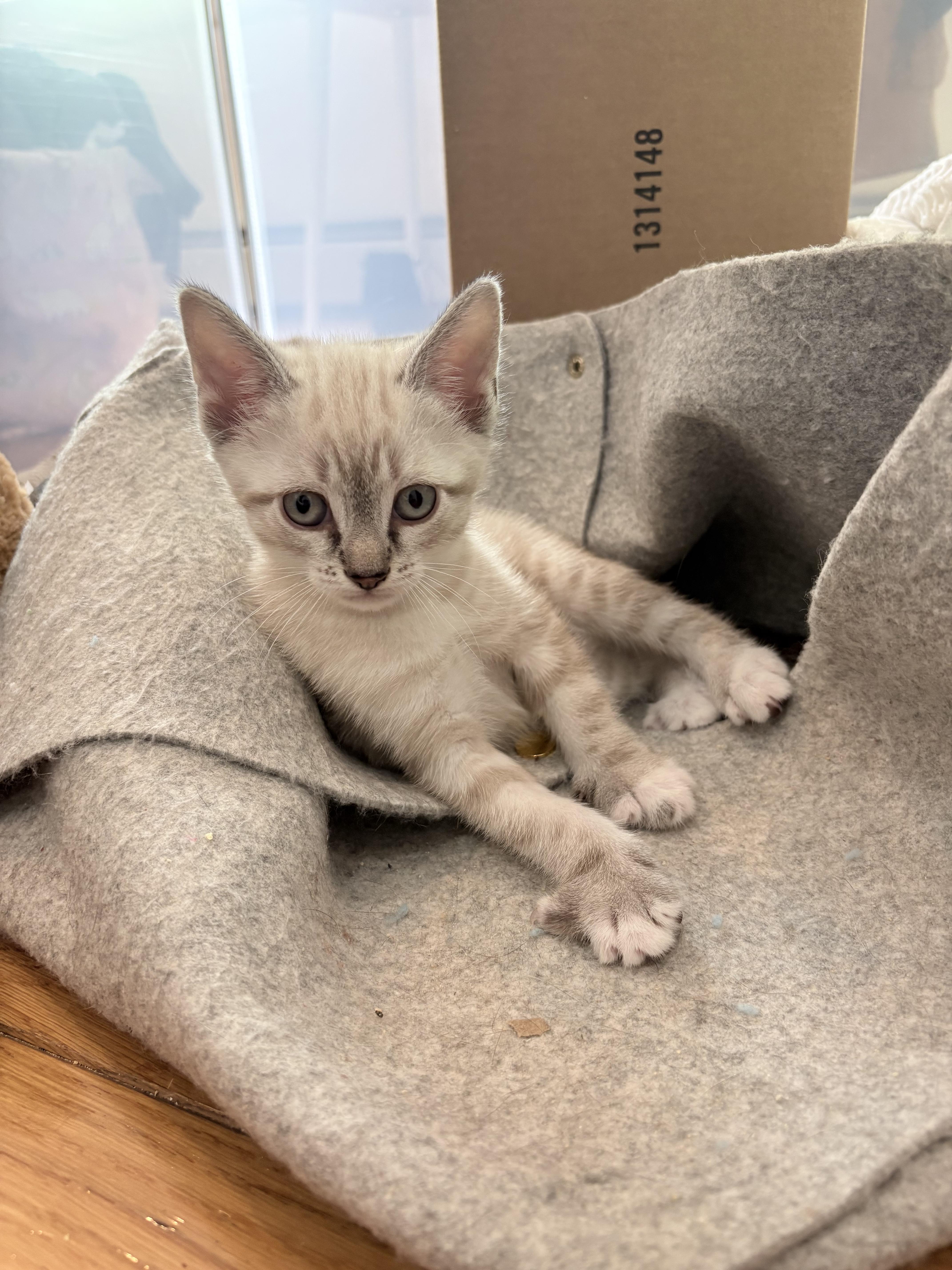 A baby small-sized male Buff & White Domestic Short Hair cat named Gizmo for adoption in New York, NY