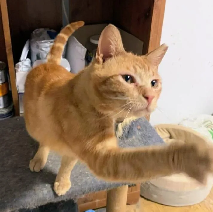 Julius Aka Orange Julius