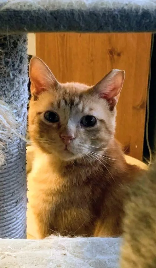 Julius Aka Orange Julius thumbnail 3