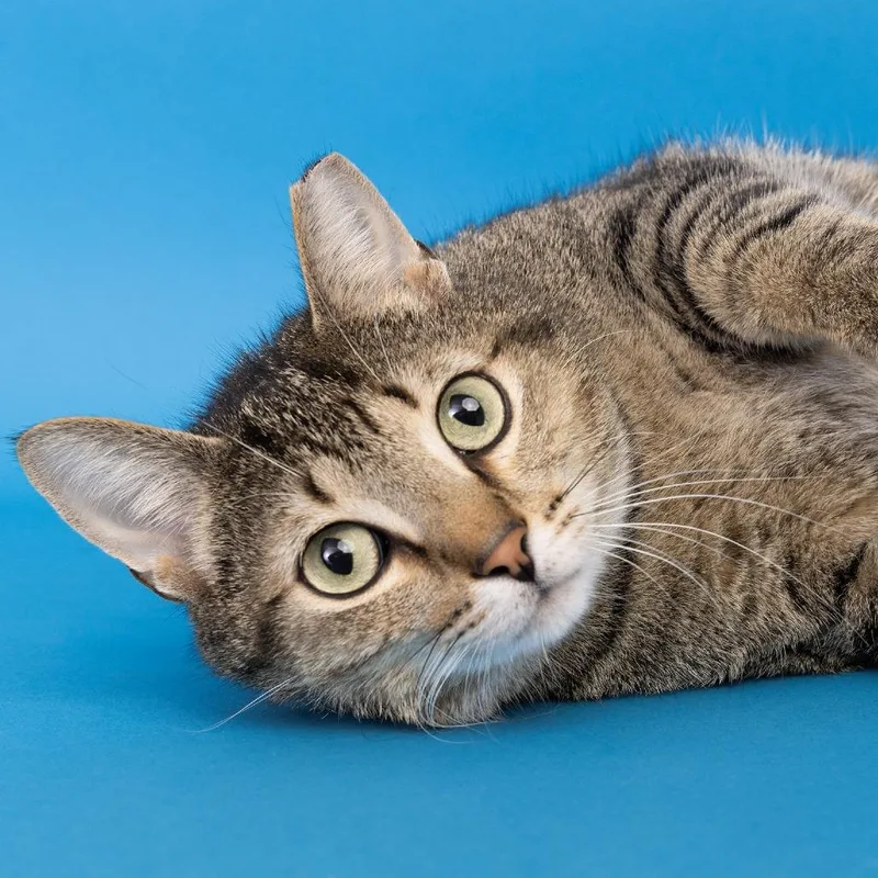 An adult large-sized male Brown / Chocolate Domestic Short Hair cat named Chesire for adoption in Franklin, TN