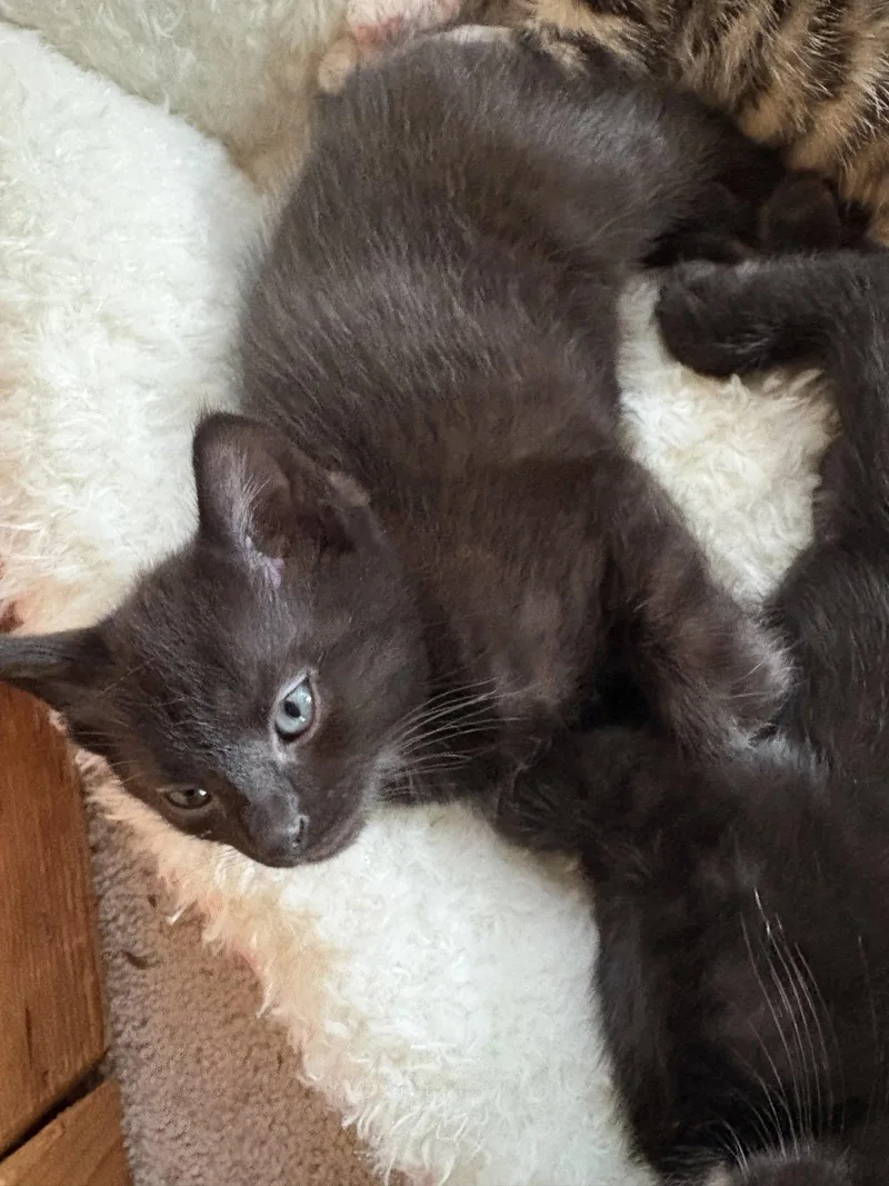 A baby medium-sized male Black Domestic Short Hair cat named Cedar for adoption in Herndon, VA